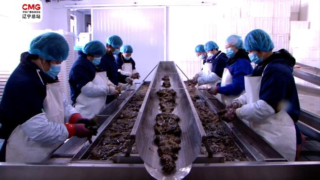 大連瓦房店|國(guó)家級(jí)海參產(chǎn)業(yè)園扎根&ldquo;遼參&rdquo;故鄉(xiāng)